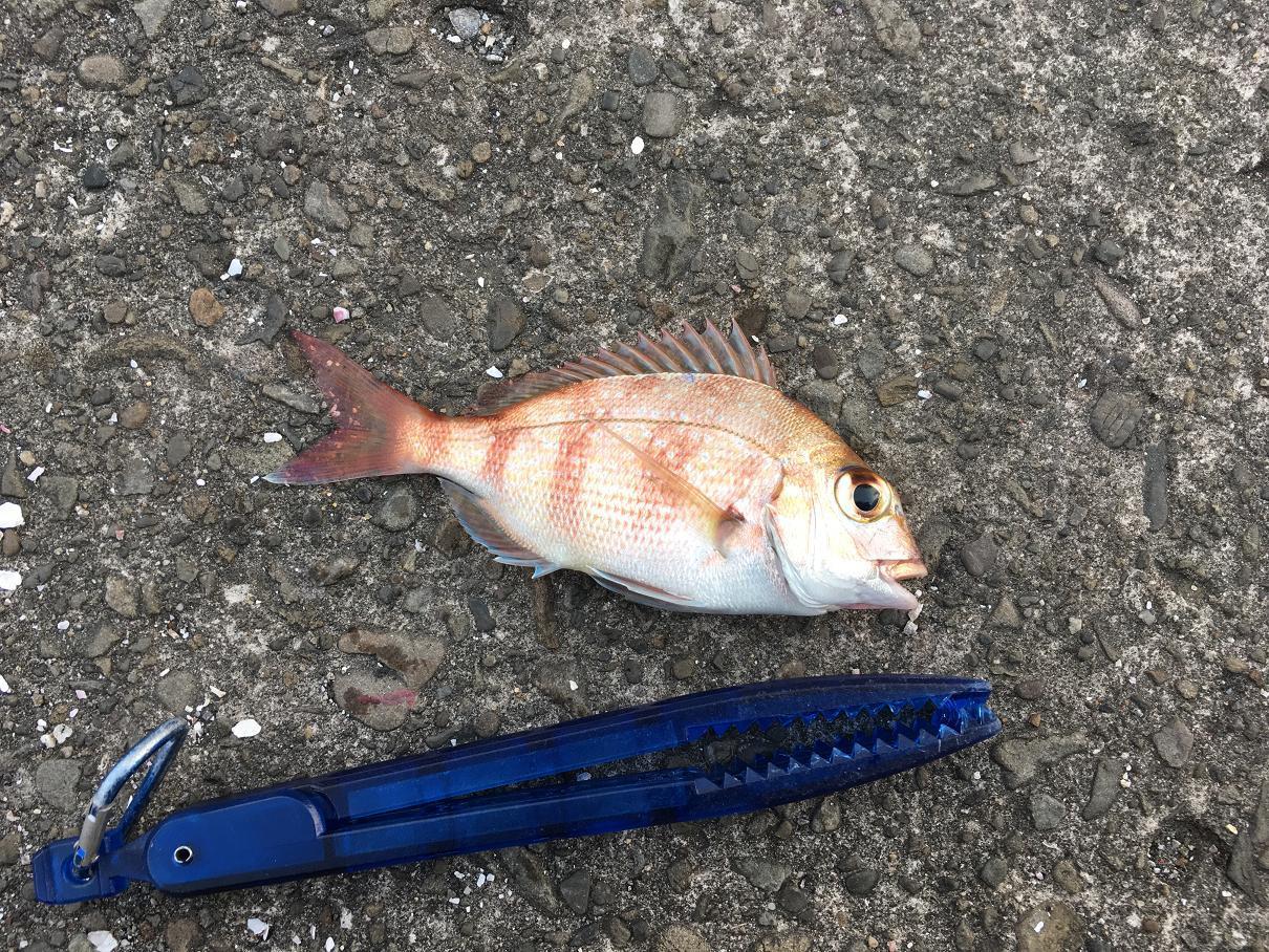 愛すべき外道たち 潮は上げているか 陸の孤島の釣雑記 愛すべき外道たち 潮は上げているか 陸の孤島の釣雑記