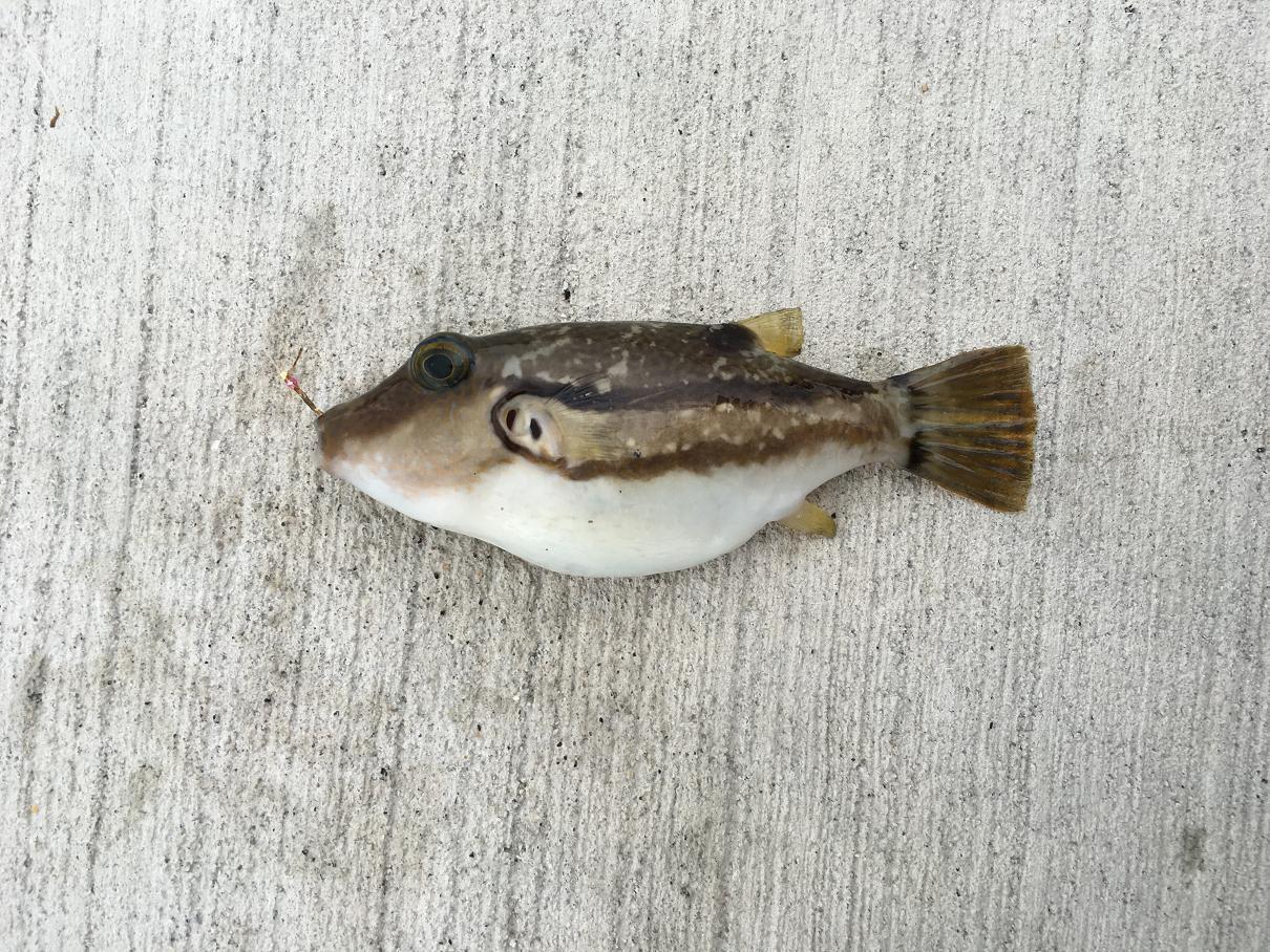 愛すべき外道たち 潮は上げているか 陸の孤島の釣雑記